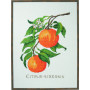 Permin Broderikit Citrus-senensis 29x39cm
